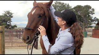 Myler 3-Ring Combination Bit: Introducing a New Bit to Your Horse