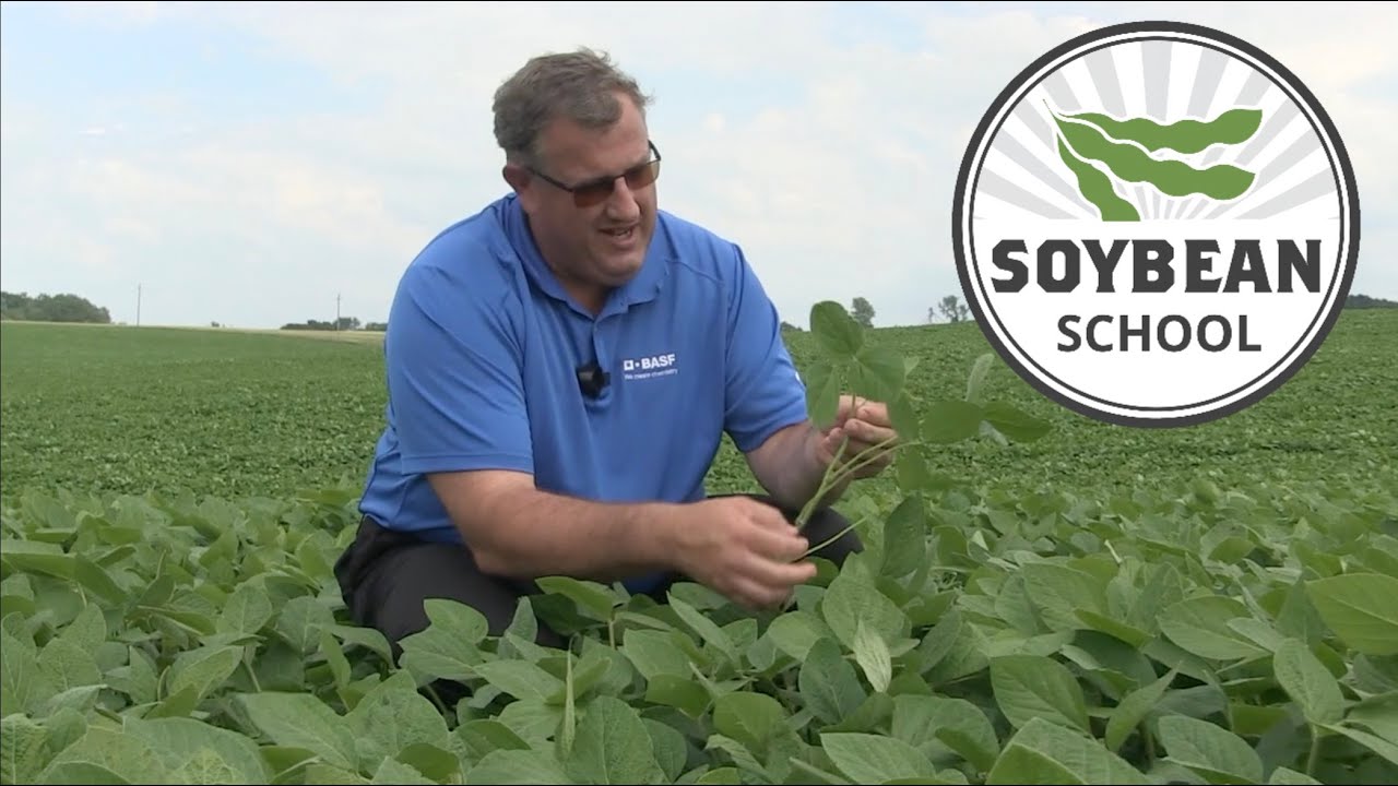 Soybean School: Fungicide strategies for protecting yield