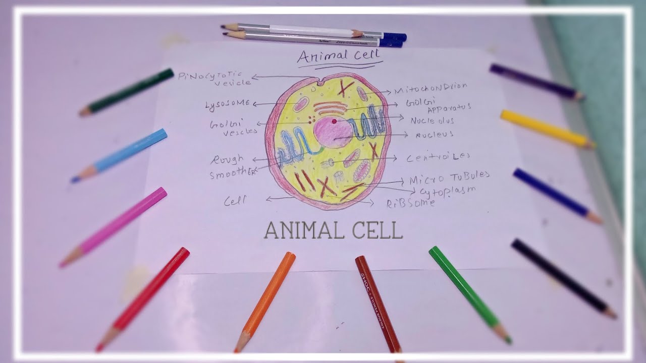 How to Draw and Diagram || Animal Plant Cell || With ️ Colour || Easy ...