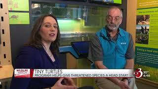 WCAX : Tiny Turtles Wildlife Watch : Air Date 3/13/2018 screenshot 4