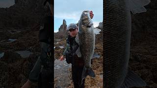 Como si no hubiera pasado nada. #fishingvideo #fishing #pesca #asturias #lubina #seabass #epic