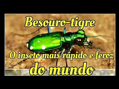 Vídeo: Os besouros-tigre são perigosos?