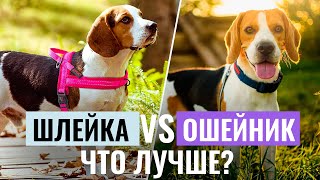 ШЛЕЙКА или ОШЕЙНИК: Как правильно выбрать аксессуары для собаки?