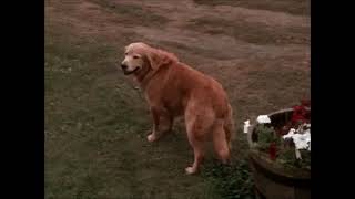 Homeward Bound The Incredible Journey 1993 Clip