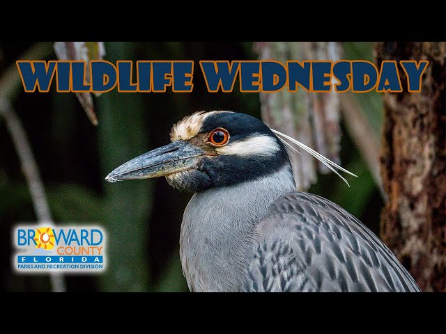 Yellow-Crowned Night Heron | Wildlife Wednesday | Broward County Parks class=