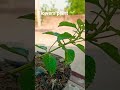 New Gold Lantana#bonsai tree plant 🌱