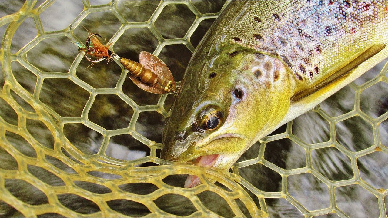 Fast water trout in Summer.