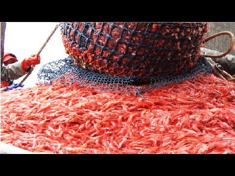 Video Đây Là Lý Do Vì Sao Nước Ngoài SIÊU GIÀU - Thả Lưới 1... - youtube