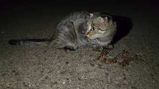 Stray kitten