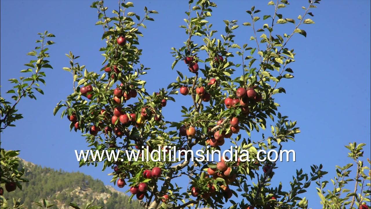 Apple trees laden with ripe, red apples Huge organically grown apple