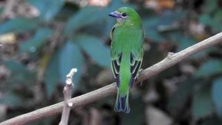 SWALLOW TANAGER female (TERSINA VIRIDIS), SAÍ-ANDORINHA, SAIRÃO, SAÍRA, SANHAÇO-DO-BARRANCO, AZULÃO.