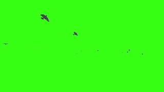 Looping group of birds flying green screen video