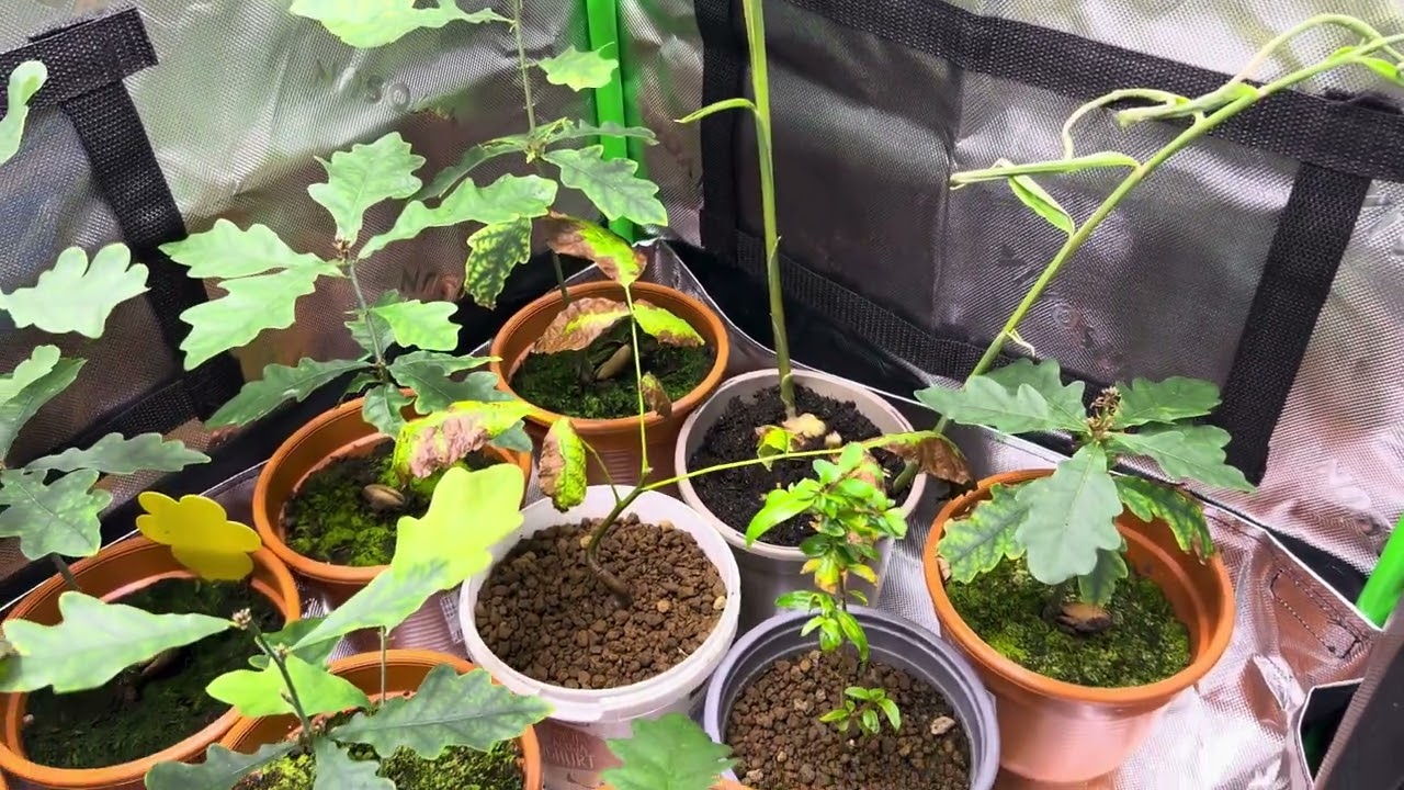 Little Garden/Oaktrees/Pomegranade/Walnuttrees/Avocado/Limetrees/Ginger …