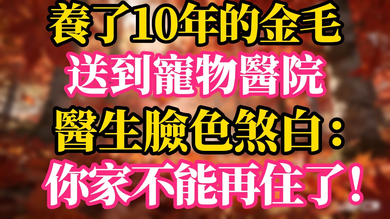 養了10年的金毛死活不讓我上班，送到寵物醫院，醫生臉色煞白：你家不能再住了！
