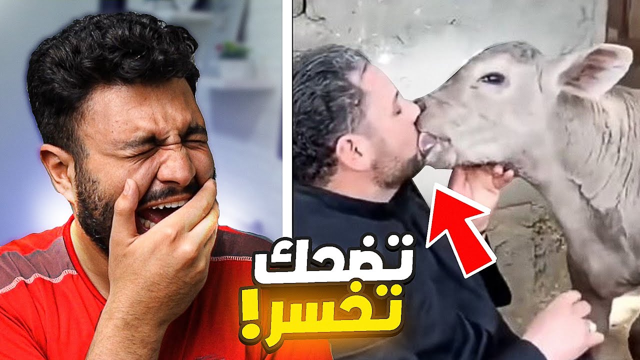رجل باس بقره 🐮💋 (تحدي الضحك 😂)