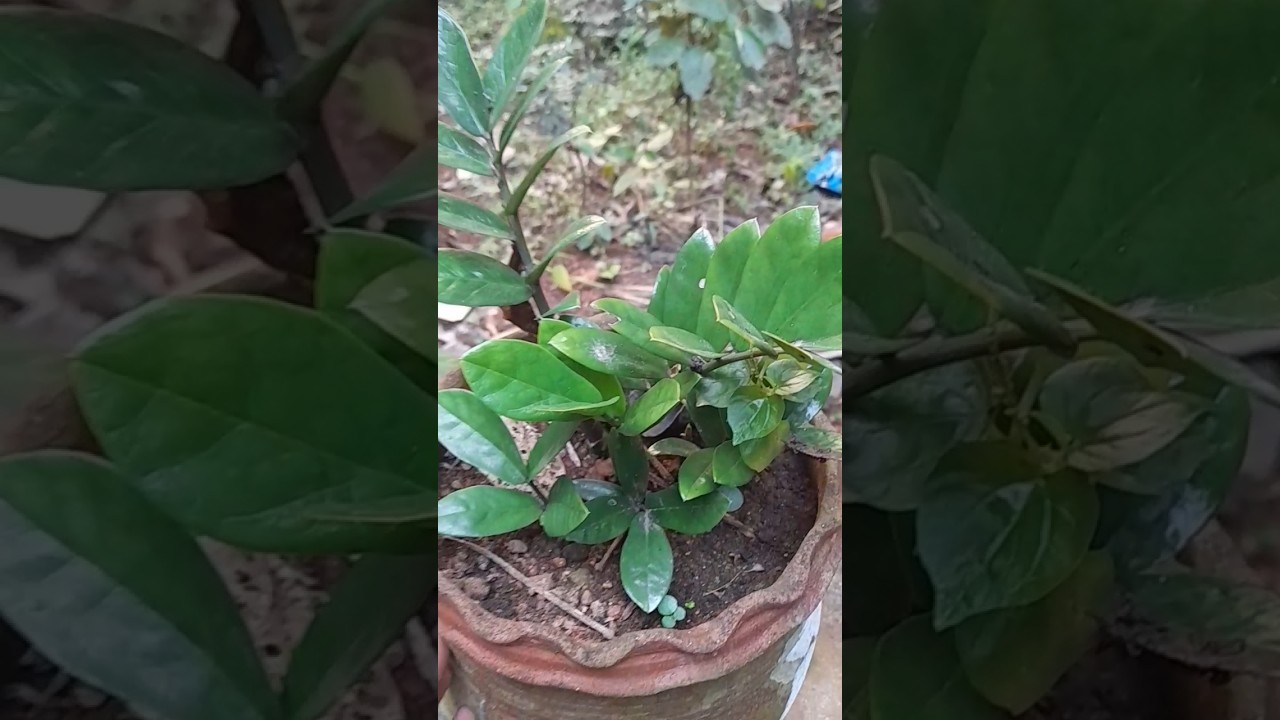 𝙶𝚛𝚎𝚎𝚗𝚎𝚛𝚢 𝚟𝚒𝚋𝚎𝚜💚.........