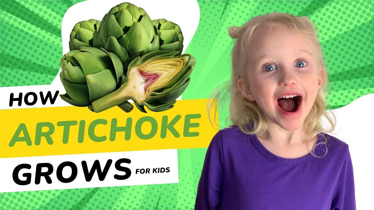 Artichoke Facts for Kids How Artichoke Grow Educational Video for