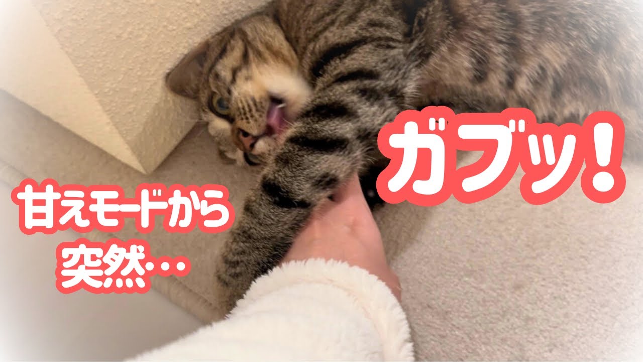 【悩み】生後10か月元保護猫の噛み癖が治りません…