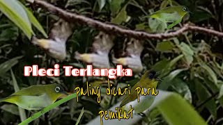 PIKAT PLECI DAPUT LANGKA