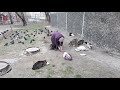 Кормление дворовых кошек в одном из районов Новотроицка