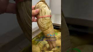 Live Geoduck Clams: Preparing for Shipment Global Seafoods Fish Market and Cooking Show