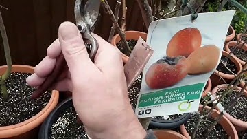 Persimmons need a light Spring pruning, just a few dead or out of position branches