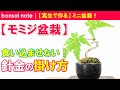 モミジ盆栽／針金掛け！食い込ませない針金の掛け方｜Japanese maple “Wiring method”／bonsai