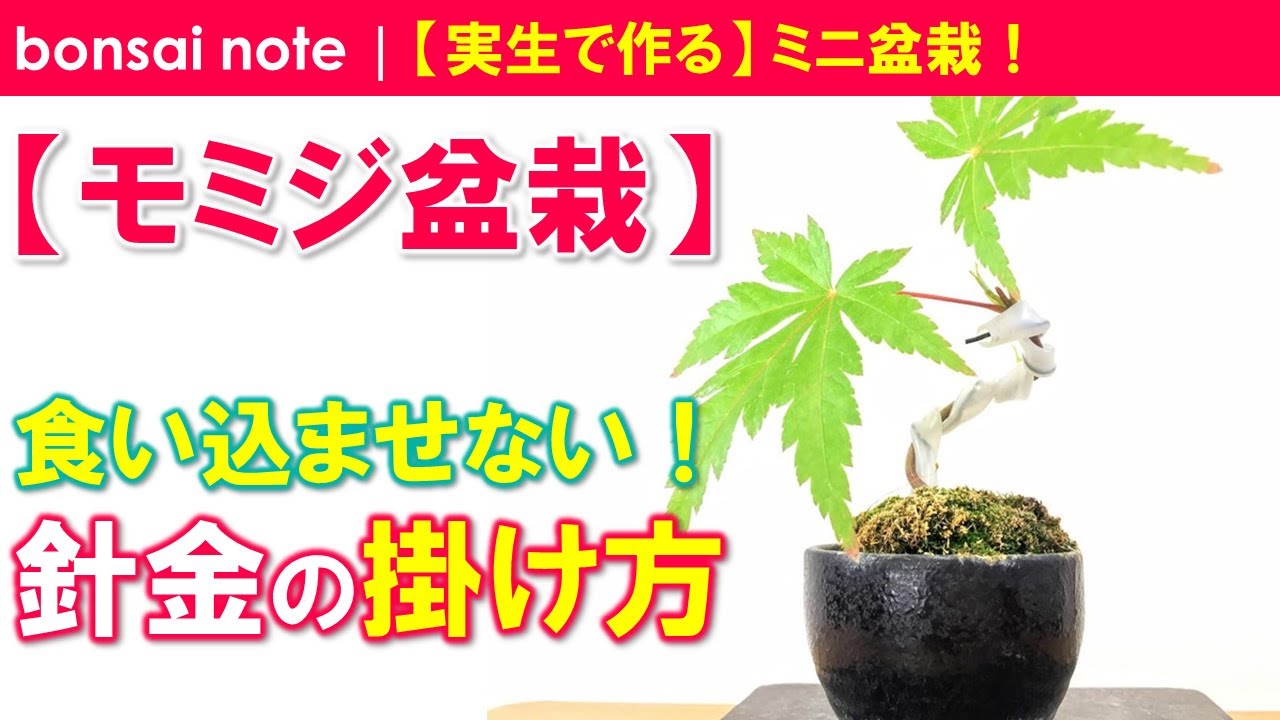 モミジ盆栽 針金を食い込ませずに外すタイミング Japanese Maple When To Remove The Wire Bonsai Youtube