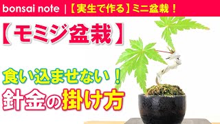 モミジ盆栽／針金掛け！食い込ませない針金の掛け方｜Japanese maple “Wiring method”／bonsai