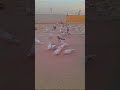 love birds and pigeon #punjabi #pigeon #trending #kabootar #ytshorts #ytviral #sundh_dihat