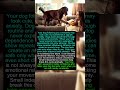 WHY Your Dog Follows You EVERYWHERE (Anxiety Loop) #dogpsychology