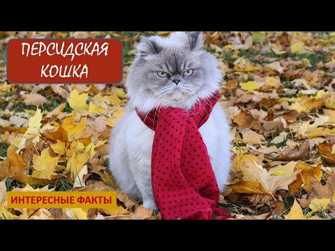 Видео: 3 главных причины, почему кошки попадают в E.R.