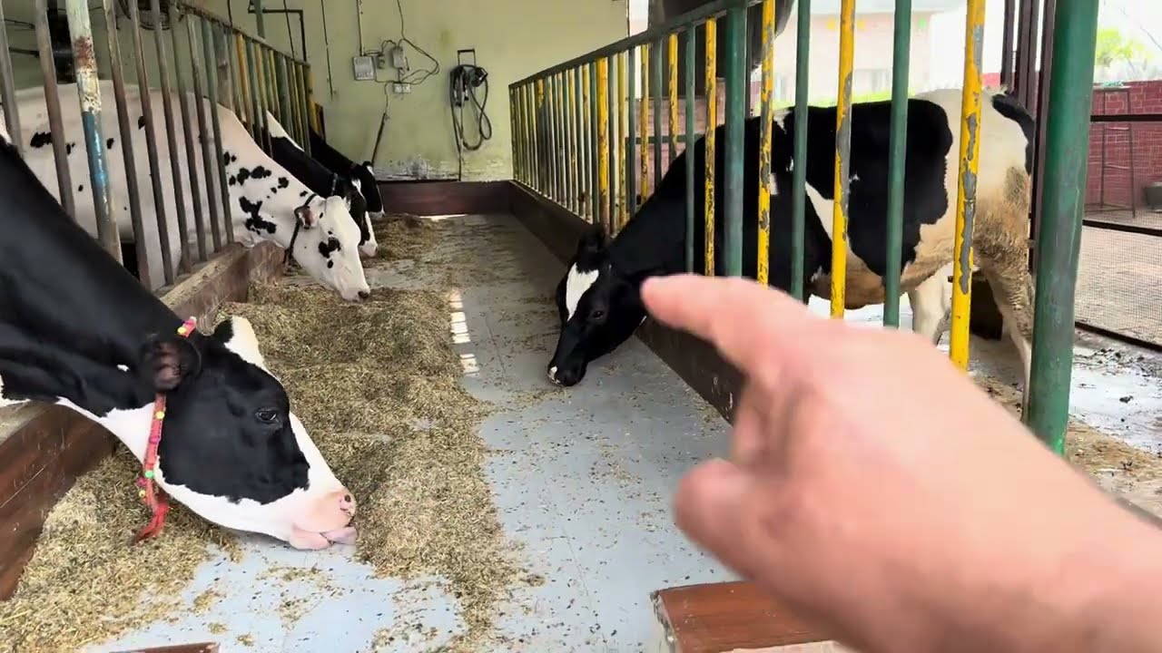 28 January 2026 कितना है शैड का साईज और कितनी गाय भैंस की जगह