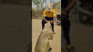 I Approached a Langur Wearing an Animal Mask 😲