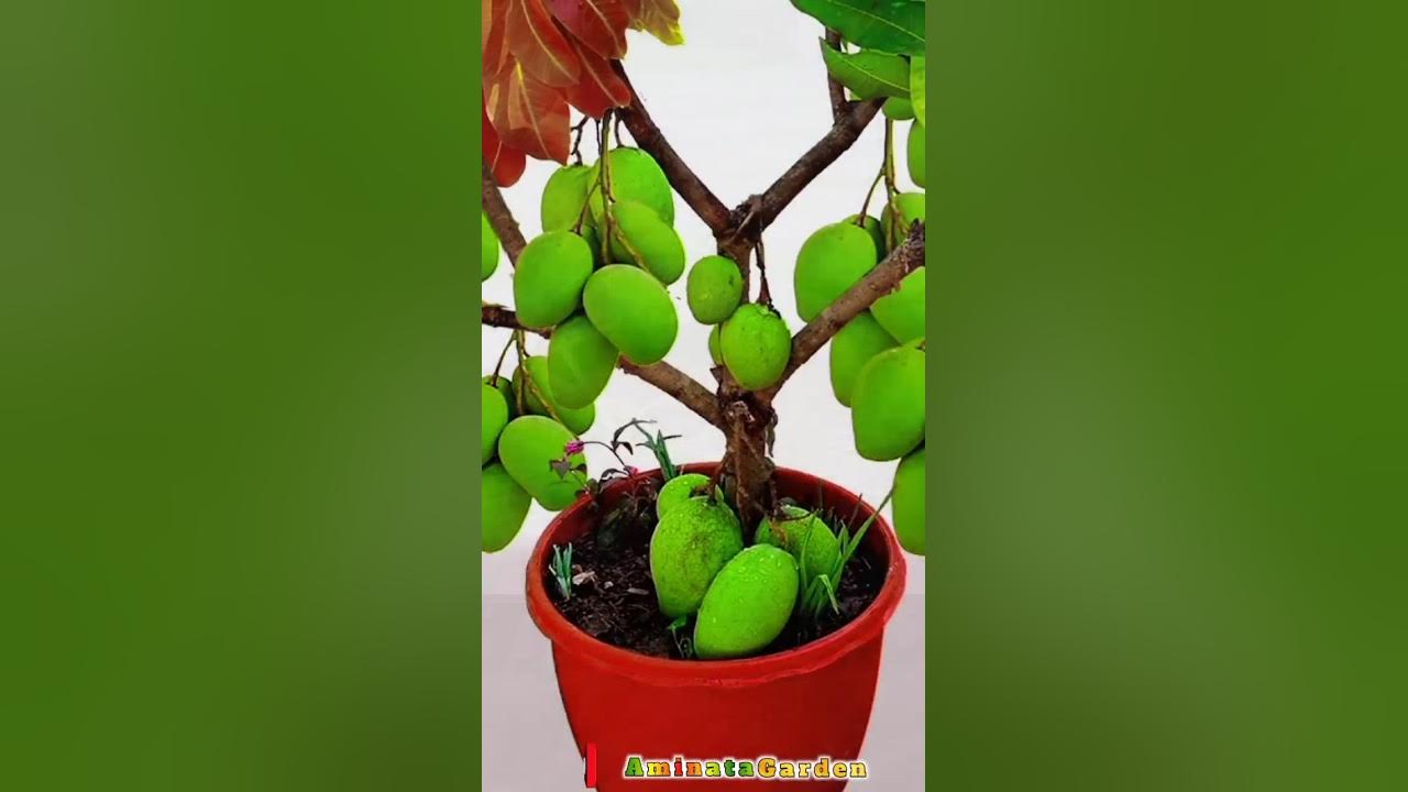 Can A Mango Tree Survive Without Leaves