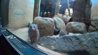 ⁴ᴷ⁶⁰ Central Park Zoo Walk (Exotic Birds, Clumsy Penguins, Red Pandas & More) (October 5, 2019)