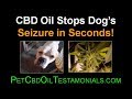 CBD Oil Stops Dogs Seizure in Less than a Minute – Truly Amazing! - CBD Oil for Pets CBD Oil Stops Dogs Seizure in Less than a Minute – Truly Amazing! - CBD Oil for Pets