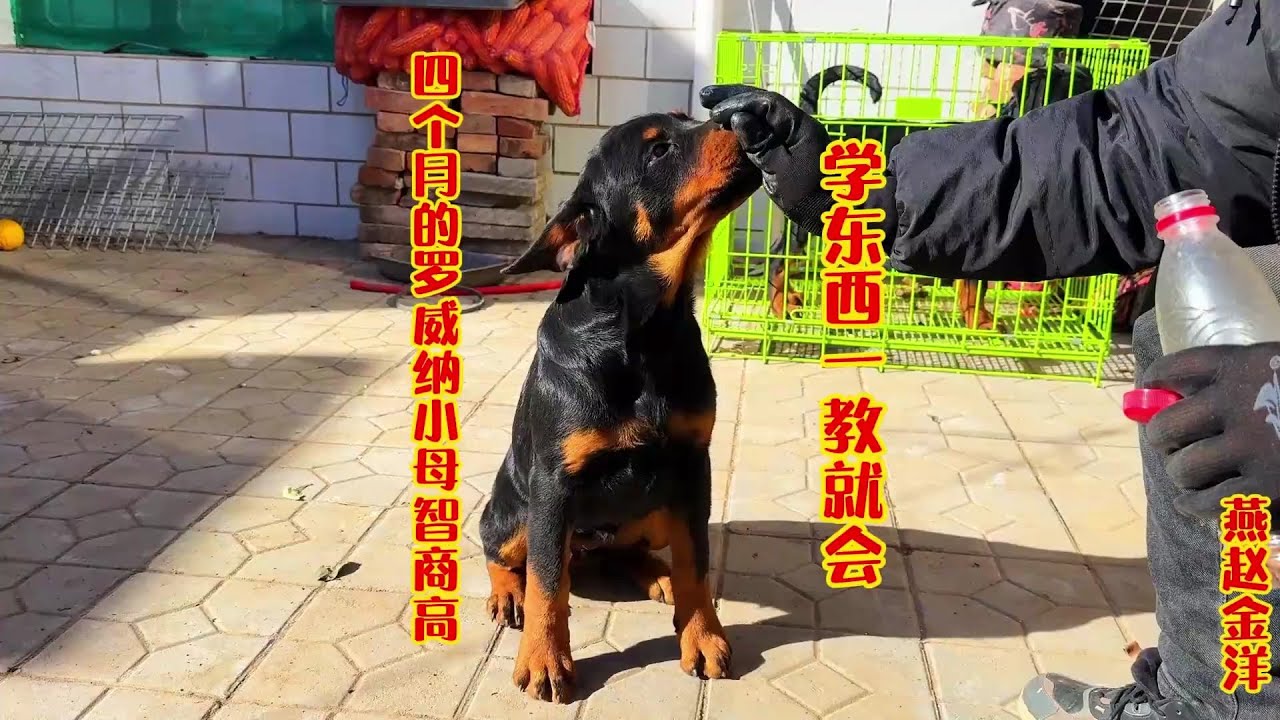 四个月罗威纳小母智商真高，学东西一教就会，真是真是越来越爱