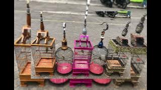 Masteran pleci wit wit mix bren ciblek dan tembakan kowul