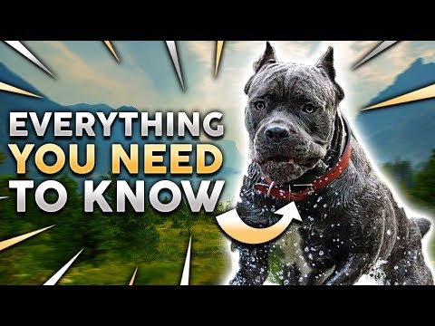 Cane Corso 101 Everything You Must Know About Owning A Cane