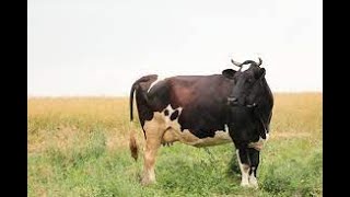 Cow mating