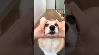 cute corgi action 😍😍😍
