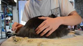 How to Groom a Lionhead