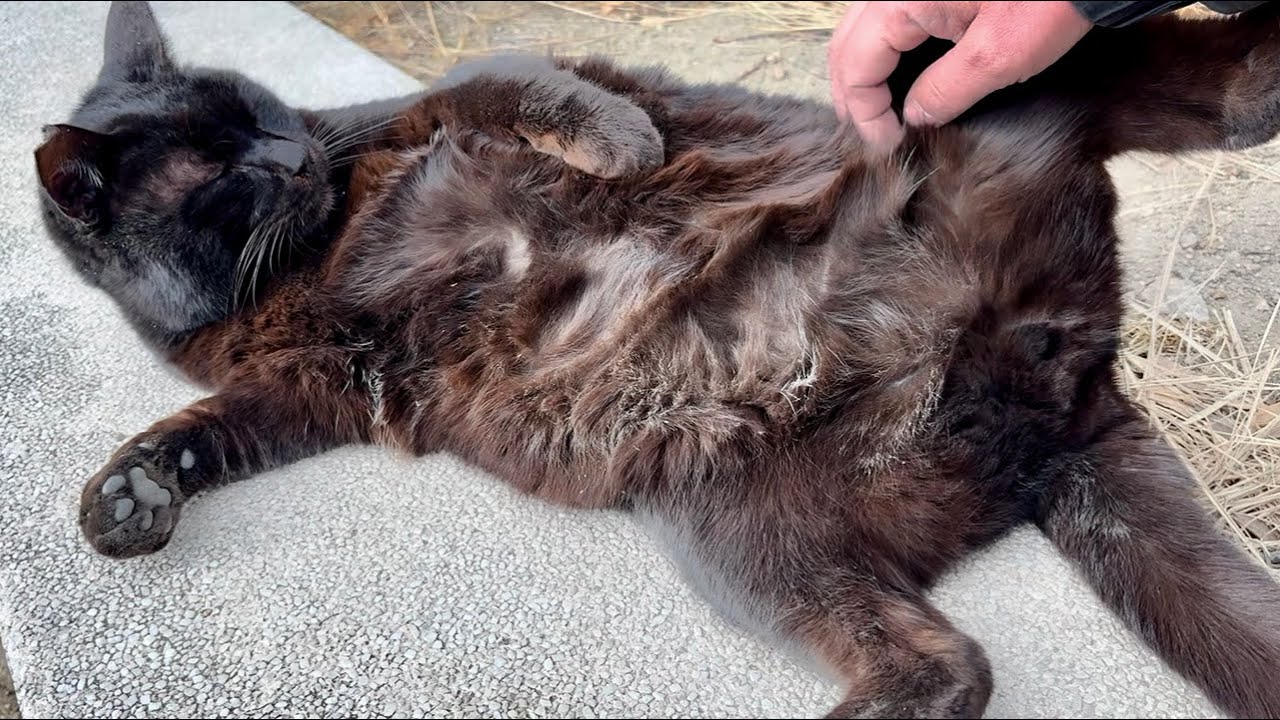 デカい黒猫どんちゃん、あら大胆。