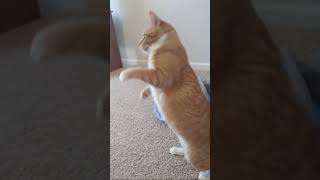 Two cats go nuts over string toy #playful #funnycatvideos