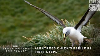 Albatross Chick's Perilous First Steps | Seven Worlds, One Planet | BBC America