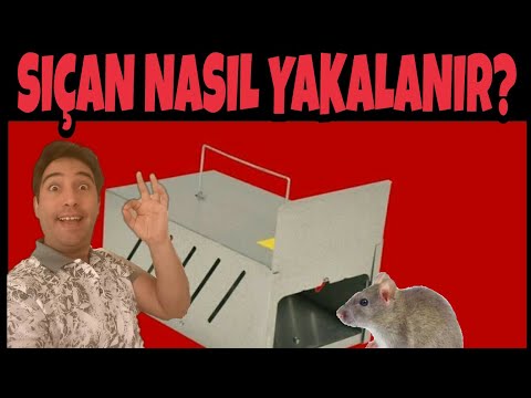 Canlı Fare, Sıçan yakalama kapanı TUZAK METAL kemirgen kapanı PASLANMAZ rat trap, tıkla satın AL!