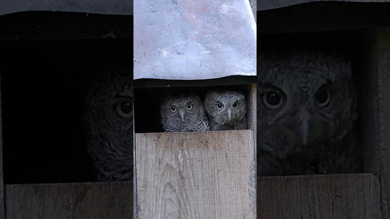 How Many Baby Screech Owls Are There?