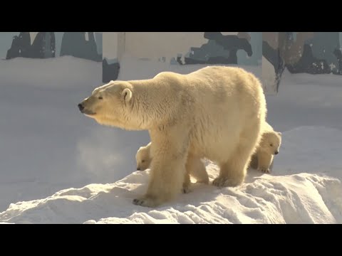 Медведица Колымана из Якутского зоопарка впервые вывела своих детей на прогулку