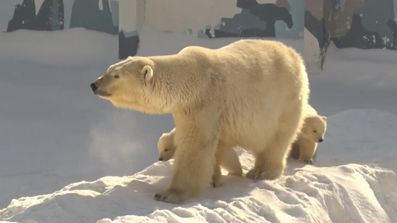 Медведица Колымана из Якутского зоопарка впервые вывела своих детей на прогулку